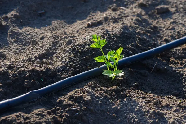 Cilantro fideleri, yakınlardaki sulama borularının sıcak güneş ışığı altında beslediği zengin topraklarda büyür..