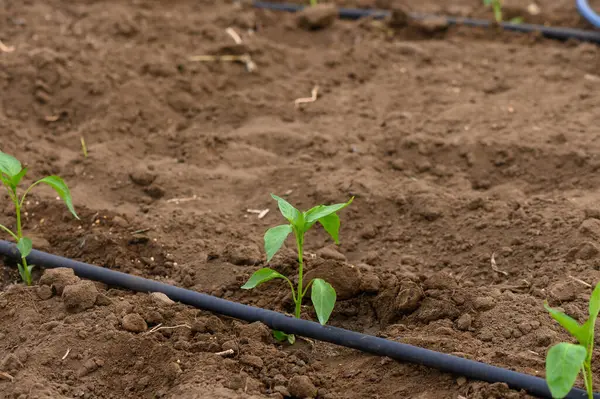 Canlı bir bahçede, taze ekilmiş biber fideleri karanlık, besin zengini topraktan çıkar, güneş ışığında güneşlenirken damlayan bir sulama hattı büyümelerini destekler..