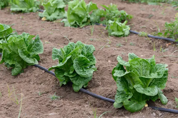 Sıcak yaz güneşi altında canlı romaine marulları hevesle büyür. Toprak zengin ve nemli. Bahçe bereketli bir hasat vaat ediyor..