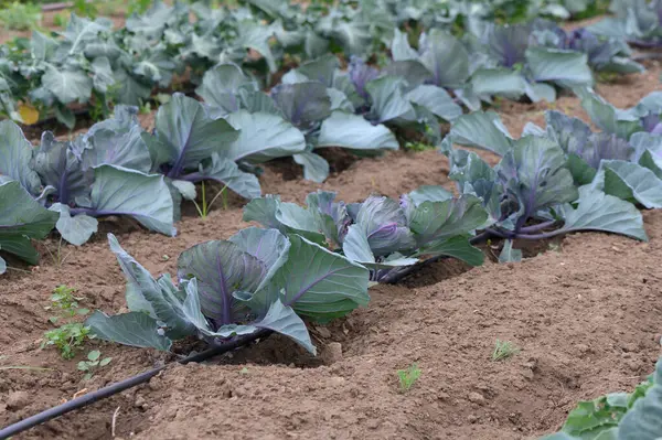 Zengin mor lahana bitkileri verimli bir bahçe yatağında yemyeşil çiçeklerle karışıyor. Güneş ışığı, canlı yaprakları ve sağlıklı toprağı vurgulayarak nazikçe filtreler..