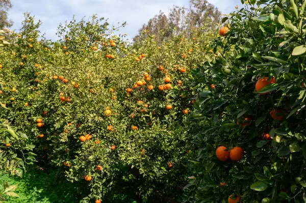Olgun meyvelerle dolu yemyeşil portakal ağaçları sıcak güneş ışığında güneşlenerek görkemli bir tarım manzarası yaratıyor..