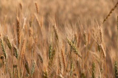 Kuzey Kıbrıs 'ta Çavdar Tarlaları Üzerine Sıcak Rüzgar