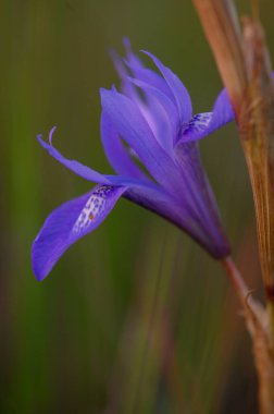 Narin mor taç yaprakları geniş açılır ve içinde karmaşık desenler oluşur. Yumuşak ışık, yemyeşil çiçeklerle çevrili kır çiçeğini yıkıyor, alacakaranlıkta huzuru çağrıştırıyor..