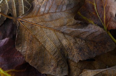 Düşen yapraklar zengin renklerde sakin bir sonbahar öğleden sonrasında orman zemininde büyüleyici bir görüntü oluştururlar..