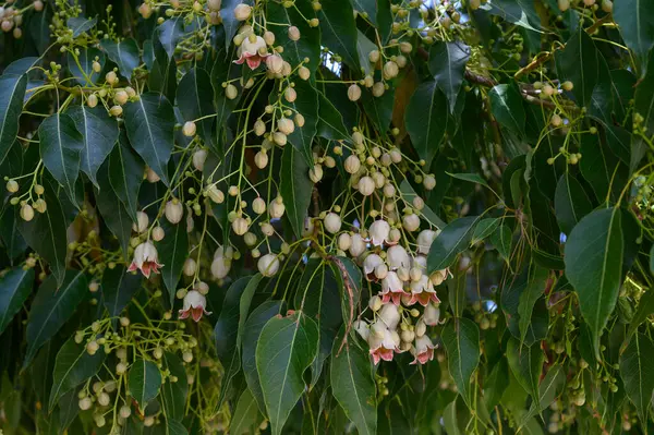 Sakin bir bahçede, yemyeşil dallardan sarkan çiçek açan meyve kümeleri güneşin sıcak bakışları altında. Doğanın zarafeti yazın başında, nefes kesen bir güzellikte parlıyor..
