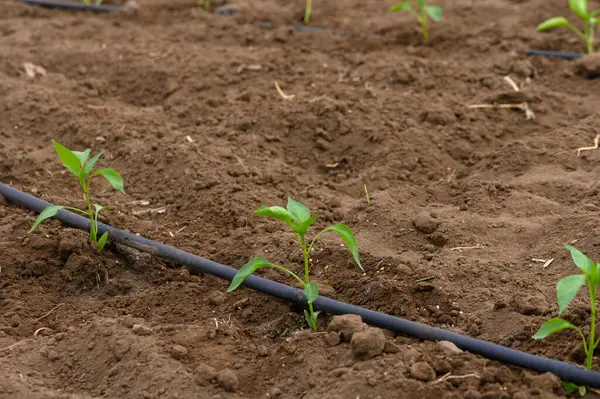 Güneşli bir tarlada, zengin, karanlık topraktan yeni ekilmiş fidanlar yükselir. Özenle sıralanmış satırlar gelecekteki büyüme ve bolluk için umut vadediyor. Doğa nazik bir özen ve özenle dönüşür..