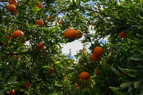 Olgun meyvelerle dolu yemyeşil portakal ağaçları parlak, güneşli gökyüzünün altında pitoresk bir manzara yaratır..
