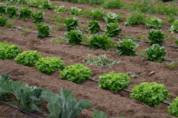 İyi organize edilmiş bir bahçede canlı marul ve sağlam lahana bitkileri serpilir. Güneş ışığı aşağı akar, zengin toprağı besler ve bahar boyunca sağlıklı büyümeyi teşvik eder..
