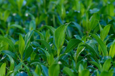 Taze ve sağlıklı çay bitkileri zengin yeşil bir arazide gelişir, güneşin yumuşak parıltısının tadını çıkarırlar. Her yaprak canlı renkler sergiler, doğanın güzelliğini ve büyümesini gösterir..