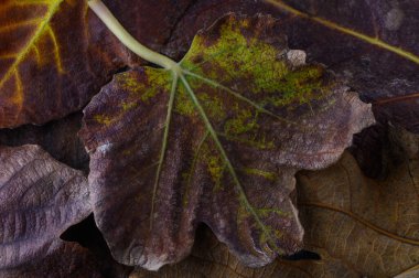 Mor ve yeşil renk tonlarında narin yapraklar doğadaki sonbahar dönüşümünün güzelliğini vurgular..