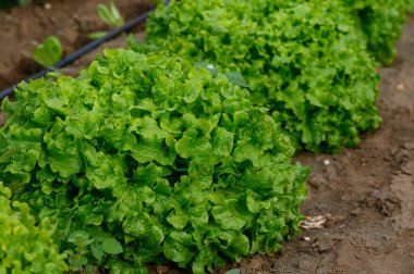 Bereketli yeşil marul başları canlı bir bahçede düzenli sıralarda büyür. Gün ortası güneşiyle aydınlatılır. Doğanın güzelliğini ve bereketini huzurlu bir ortamda sergiler..