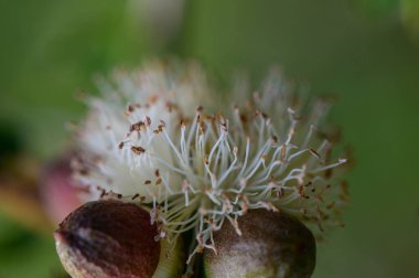 Açılmamış okaliptüs tomurcukları makro, Kıbrıs florası