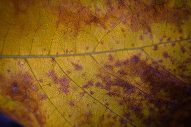 Sonbaharın sıcacık parıltısında güzel desenleri ve dokuları ortaya çıkaran zengin sarı yaprağın yakın görüntüsü.