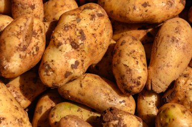 Zengin topraklara dağılmış bol patatesler güneşin altında güneşleniyorlar. Sonbaharda hasat yapılır, doğanın toprak hazinesi sergilenir, birçok yiyeceği beslemeye hazırdır..