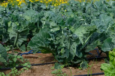 Titreşimli lahanalar, altın güneş ışığını emerek düzenli sırada gelişir. Yaban çiçekleri yakınlardaki hafif meltemde dans eder, sakin kırsal bir atmosfer yaratır..
