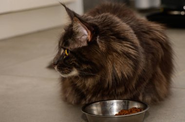 Yumuşak bir Maine Rakunu yemek kabının yanında oturur, sıcak ve davetkar bir mutfak atmosferini dikkatle izler..