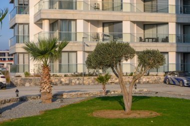 Zeytin ve palmiye ağaçları günbatımında modern bir sahil binasının dışında manikürlü bir çimenlikte güzel duruyor..