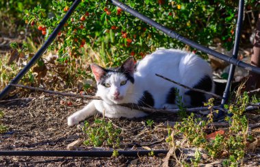 Siyah bantlı beyaz kedi yeşil çalılıklarda huzur içinde yatıyor. Doğal ortamda dinlenen evcil bir kedinin olduğu açık hava sahnesi..