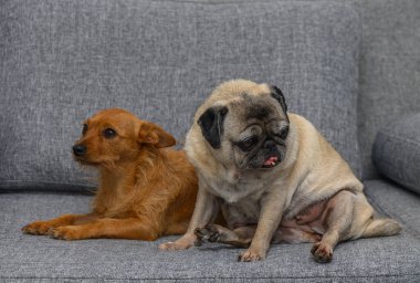 Yaşlı bir boksör ve kırmızı bir minyatür rahat rahat rahat ev ışığı altında gri kumaş bir kanepede.