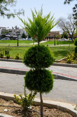 Parlak yeşil yapraklı çarpıcı bir bitki örtüsü, güneşli bir parkta iyi korunan çimenler ve uzak binalarla çevrili bir odak noktası oluşturarak ziyaretçileri dinlenmeye ve doğanın tadını çıkarmaya davet ediyor..