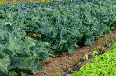 Lahana ve marul da dahil olmak üzere yemyeşil yapraklar güneşli bir tarlada gelişir. Toprak zengin ve karanlık, çiftçilerin özenle çalışmasını bekleyen verimli bir hasat vaadini yansıtıyor..