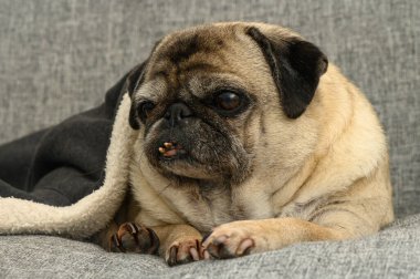 Çekici bir köpek, yumuşak gri bir kanepede dinlenir ve öğleden sonra güneşinin altında battaniyenin sıcaklığının tadını çıkarır..