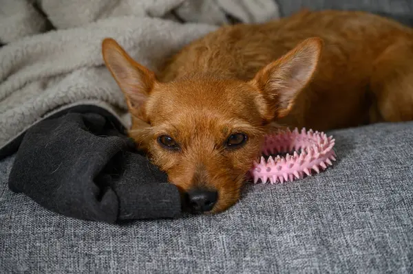 Mutlu bir köpek, yanında bir havlu ve oyuncakla lüks bir kanepede dinlenir ve huzurlu bir anın tadını çıkarır..