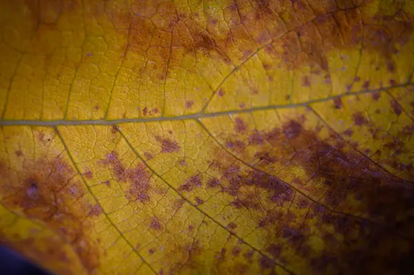 Sonbaharın sıcacık parıltısında güzel desenleri ve dokuları ortaya çıkaran zengin sarı yaprağın yakın görüntüsü.