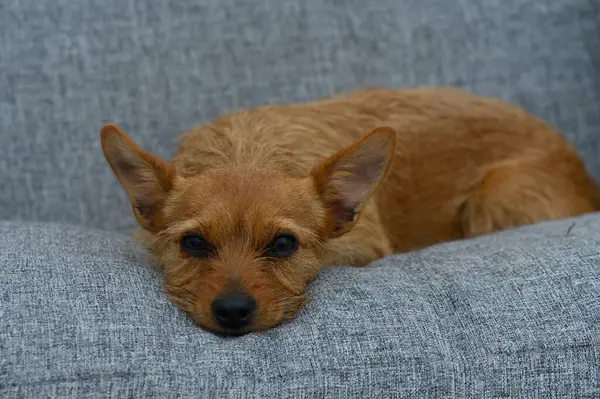 Küçük altın-kahverengi bir köpek rahat bir şekilde konforlu gri bir kanepede dinleniyor, gözleri yarı kapalı, rahat bir yuvada huzur ve rahatlık hissi yayıyor..
