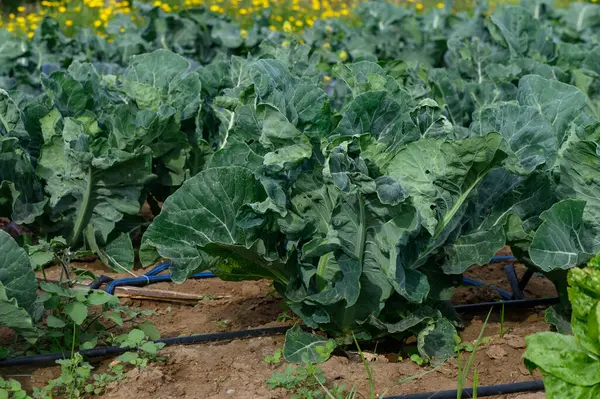 Titreşimli lahanalar, altın güneş ışığını emerek düzenli sırada gelişir. Yaban çiçekleri yakınlardaki hafif meltemde dans eder, sakin kırsal bir atmosfer yaratır..