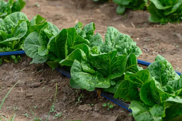 Bereketli, yeşil marul bitkileri güneşli bir çiftlikte düzenli sıralarda bol bol yetişir. Sabahın ilk ışıklarıyla canlı renkleri güçlenir. Bu da hasat için hazır olan sağlıklı mahsulün sinyalidir..