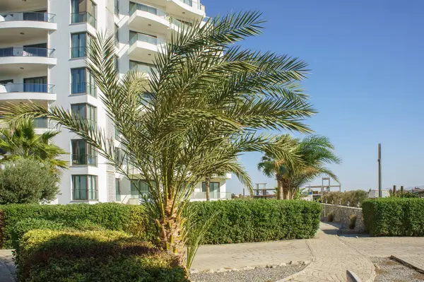 Çağdaş bir binanın yanında palmiye ağaçları esintide dans ediyor güneşli bir sahil kaçışında rahatlamaya davetiye çıkarıyorlar..