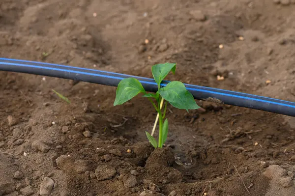 Yeryüzünden genç bir yeşil bitki çıkar. Taze yaprakları kara toprakla çelişir..