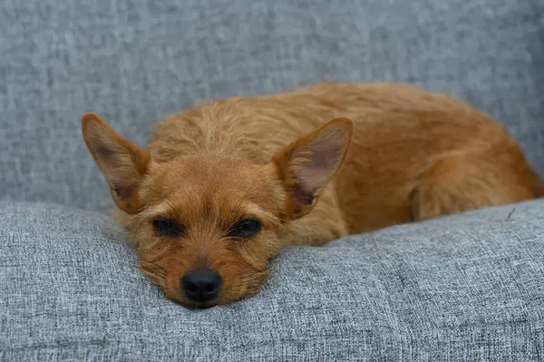 Altın kürklü küçük, tüylü bir köpek yumuşak, gri bir kanepede huzur içinde dinleniyor. Sıcak öğleden sonra güneş ışığı odaya sıçrıyor. Huzurlu ve rahat bir atmosfer yaratıyor. Rahatlamak için mükemmel..