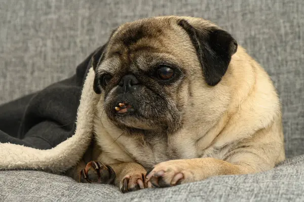 Çekici bir köpek, yumuşak gri bir kanepede dinlenir ve öğleden sonra güneşinin altında battaniyenin sıcaklığının tadını çıkarır..