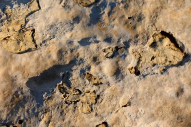Taşa kazınmış fosilleşmiş izlerin karmaşık detaylarını keşfetmek, saklı kadim yaşam formlarını sergilemek.