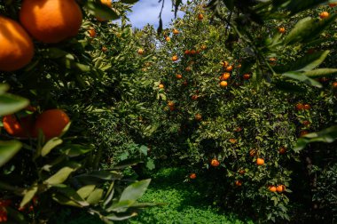 Güneş ışığı, dallardan sarkan parlak, olgun meyveyi aydınlatan bir portakal bahçesinin yeşil gölgesinden süzülür..