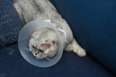 Yumuşak mavi bir kanepede koruyucu bir koni giyen gri bir kedi, son veteriner ziyaretine rağmen sakin görünüyor. Konforlu ortam, dokulu yastıklar ve sıcak bir atmosfer içeriyor, rahatlatıcı bir ortam..