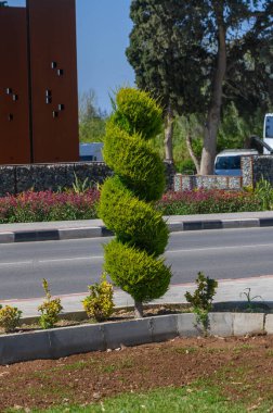 Güzel yontulmuş bir sarmal yol kenarında gururla durur, berrak mavi gökyüzünün altında canlı çiçekler ve yeşilliklerle çevrili, şehir manzarasını güzelleştirir..