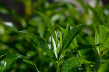 Makro Syzygium paniklemesi krembeyaz çiçekler ve parlak yeşil yapraklarla. Süslü Myrtaceae çalı ayrıntıları bahçe düzeninde paniğe kapılmış şişkinlik gösterisi