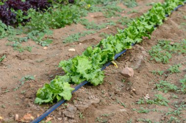 Canlı yeşil kıvırcık salatalar sıcak öğleden sonra güneşinin altında güneşlenerek iyi bakılan bir bahçe bahçesinde gelişir. Doğanın cömertliği zengin topraklarda özenle sulanır..