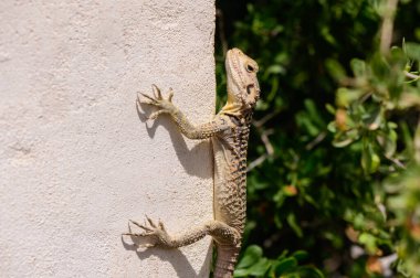 Laudakia stellio Kıbrıs 'ta dikey bir taş duvarda güneşleniyor. Sıcak ve kurak bir ortamda Akdeniz sürüngeninin doğal davranışı.