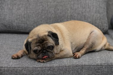 Yaşlı buruşuk pug rahat bir evde gri bir kanepede huzur içinde dinleniyor..