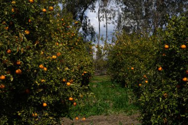 Canlı portakal ağaçları, çarpıcı bir gökyüzü tarafından çerçevelenmiş yemyeşil bir manzaranın ortasında dimdik duruyorlar..