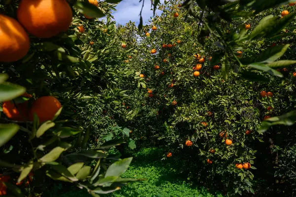 Güneş ışığı, dallardan sarkan parlak, olgun meyveyi aydınlatan bir portakal bahçesinin yeşil gölgesinden süzülür..