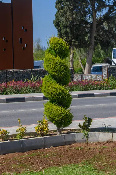 Güzel yontulmuş bir sarmal yol kenarında gururla durur, berrak mavi gökyüzünün altında canlı çiçekler ve yeşilliklerle çevrili, şehir manzarasını güzelleştirir..