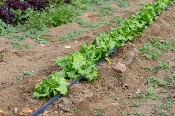 Canlı yeşil kıvırcık salatalar sıcak öğleden sonra güneşinin altında güneşlenerek iyi bakılan bir bahçe bahçesinde gelişir. Doğanın cömertliği zengin topraklarda özenle sulanır..