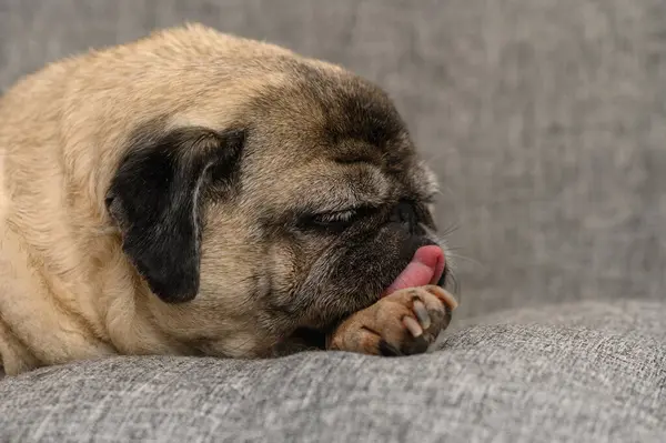 Üst düzey Pug Koltukta Uyuyor