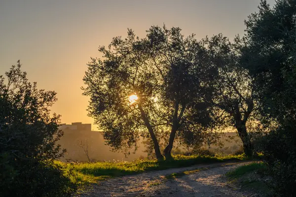 Güneş ışığı, gün batımında sakin bir toprak yol boyunca zeytin ağaçlarının arasından süzülerek huzurlu bir atmosfer yaratır..