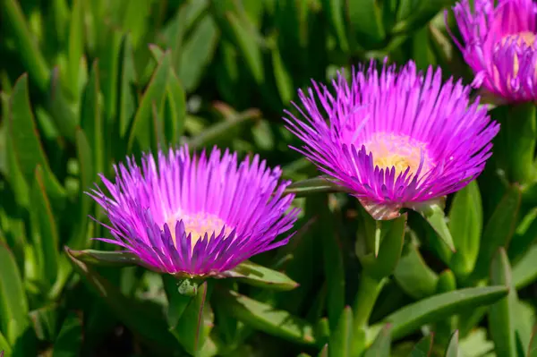 Carpobrotus Edulis (Hottentot İncili) Lezzetli Yakın Çekim